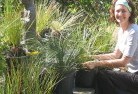 Tweed Heads South NSWplant-nursery-15.jpg; ?>